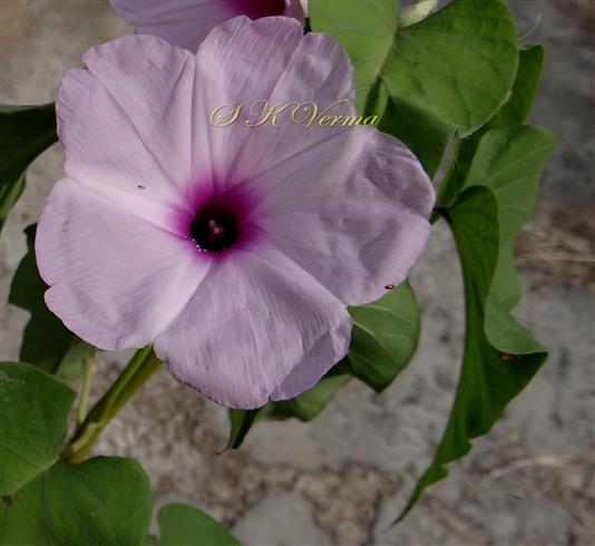  Flower